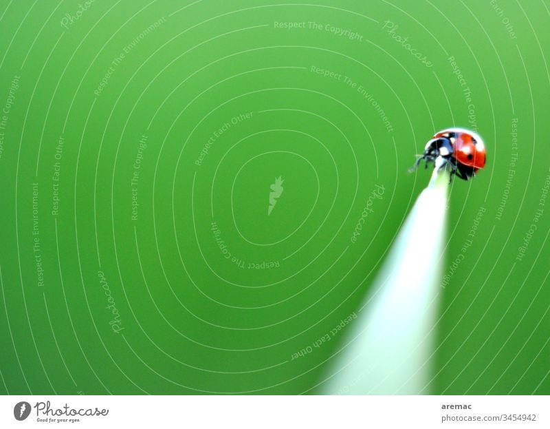 Balanceakt eines Marienkäfers auf einem Halm grün Tier Insekt Gras alleine Spitze Käfer Nahaufnahme Makroaufnahme rot krabbeln Farbfoto Außenaufnahme Tag Glück