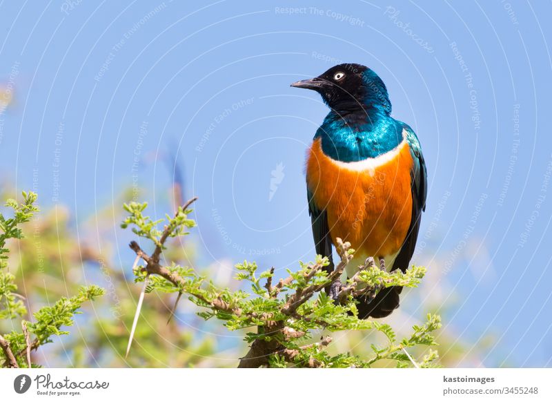 Superb Starling Bird, Lamprotornis superbus. Vogel Natur Tierwelt blau Hervorragend wild Afrika Schnabel grün farbenfroh Flügel Baum hell schön natürlich
