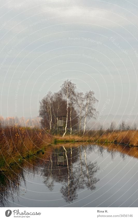 Hochsitz im Frühnebel Moor Landschaft Nebel Wasser See Baum Birken Winter Herbst Farbfoto Umwelt Reflexion & Spiegelung Himmel ruhig Teich Seeufer Pflanze Sumpf