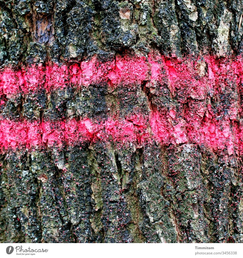 Baummarkierung - Rückegasse Rinde Markierung Holz Wald Natur braun Muster pink Umwelt Nutzholz