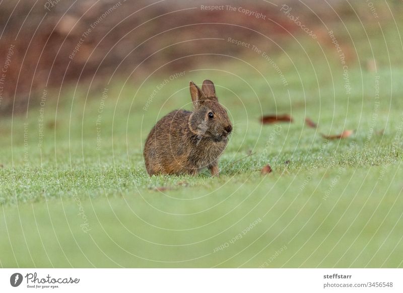 Baby-Florida-Sumpfkaninchen Sylvilagus palustris Kaninchen Hase Häschen Kaninchenbaby kleines Sumpfkaninchen Baumwollschwanz Kaninchen Natur Tierwelt Tierjunges