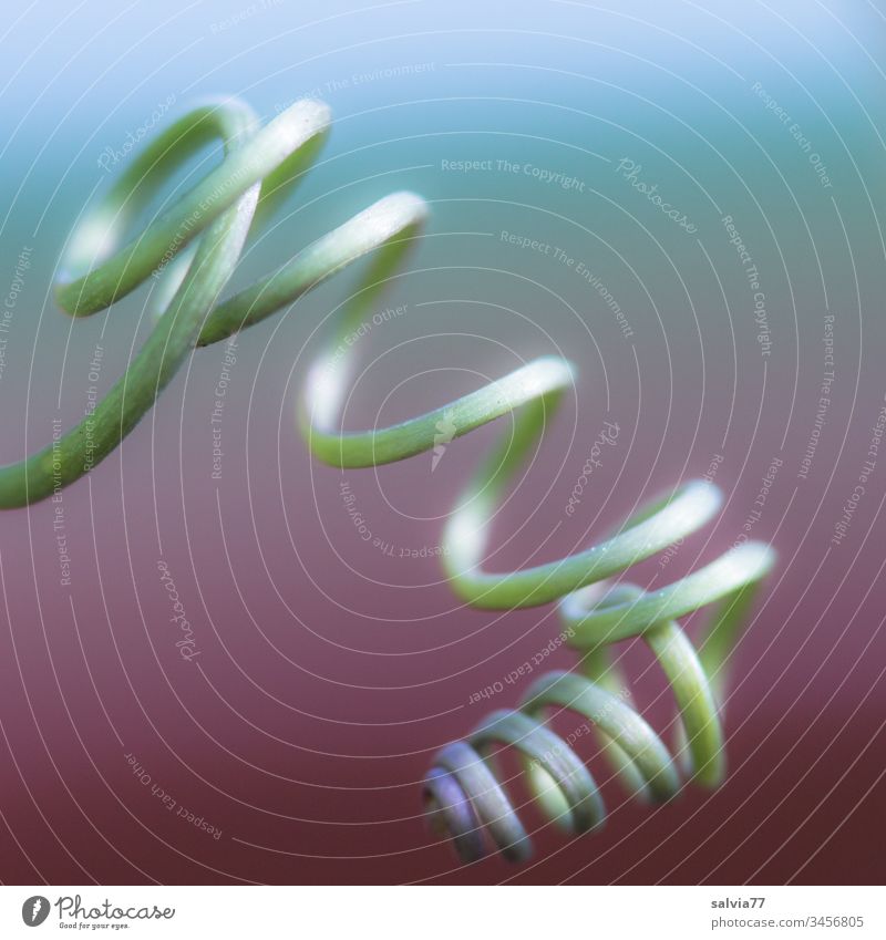 spiralförmige Ranke der Passionsblume Spirale Natur Pflanze Sprossranke Kringel Farbfoto Nahaufnahme Makroaufnahme Schwache Tiefenschärfe federleicht