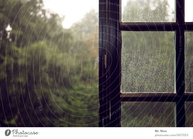 regnerisch Regen Wassertropfen nass feucht Herbst Wetter Fenster Fensterscheibe schlechtes Wetter Traurigkeit Blick aus dem Fenster Holzfenster Baum Garten