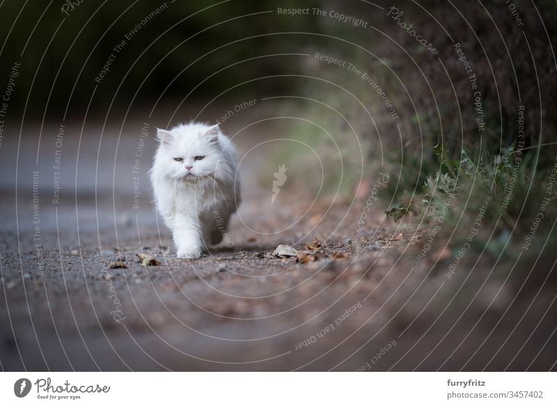weiße Perserkatze läuft einen Weg am Waldrand entlang tierisches Auge Tierhaare Bokeh Botanik Buchse Katze Hauskatze Erkundung katzenhaft fluffig Fußweg