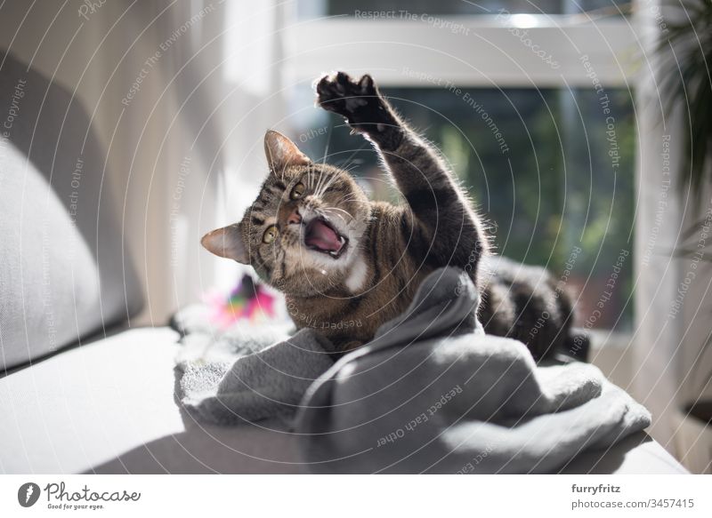 Aggressive Katze spielt mit einem Feder Spielzeug Spielen Aggression in die Kamera schauen Pfote bezaubernd Arme hochgezogen Hintergrundbeleuchtung schön Bokeh