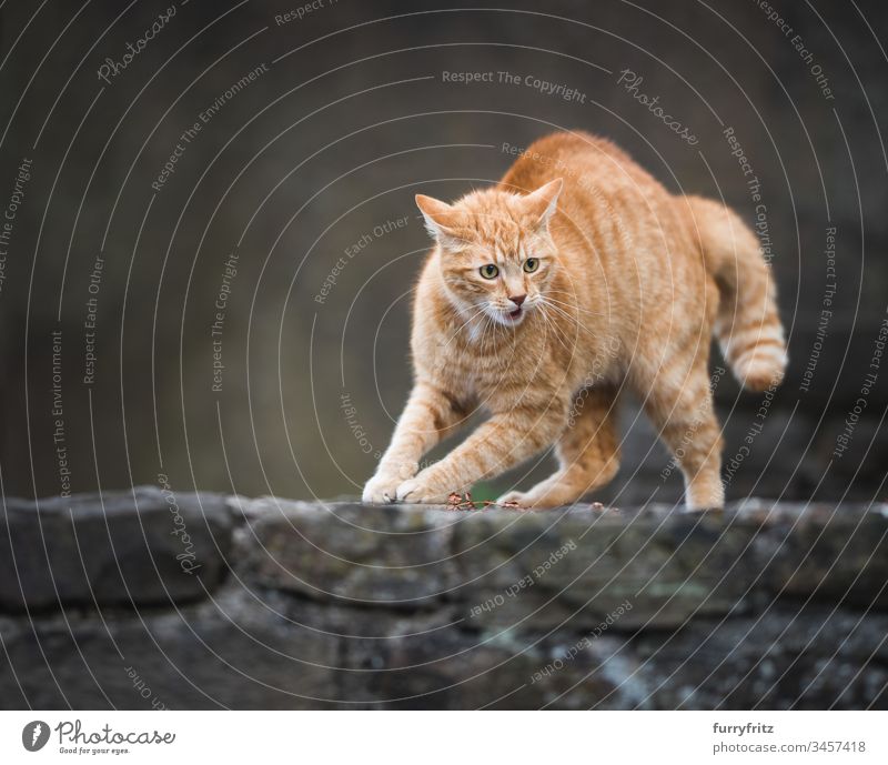 rote, aggressive Katze macht einen Buckel Aggression Wachsamkeit Tierverhalten tierisches Auge Tierhaare Tiermaul Ausgewogenheit Bokeh Mitteilung beunruhigt