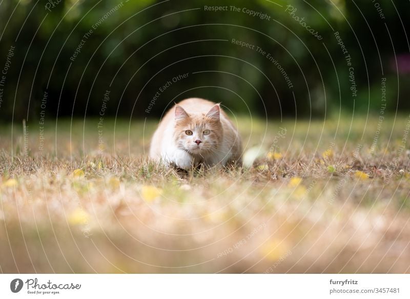 Maine Coon Katze jagt auf einer vertrockneten Wiese im Sommer katzenhaft fluffig Fell Katzenbaby Rassekatze Pfote Ingwer-Katze Hirschkalb beige Creme-Tabby