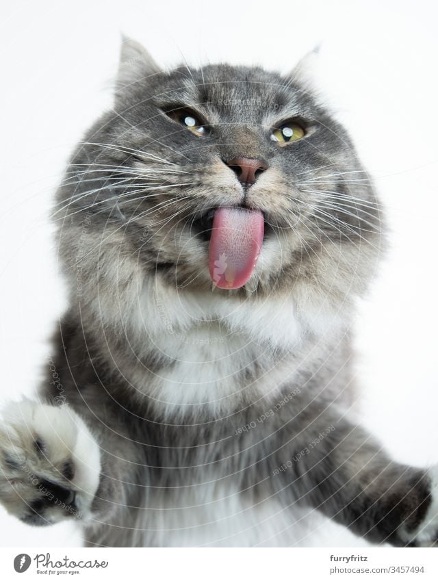 süße Maine Coon Katze schleckt Scheibe ab Rassekatze Haustiere Langhaarige Katze blau gestromt weiß Studioaufnahme weißer Hintergrund Nahaufnahme lustig
