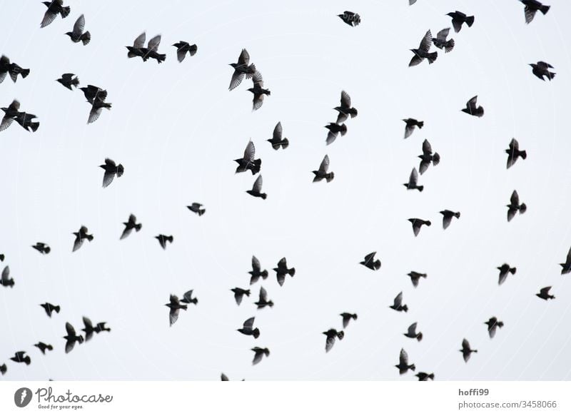 ein Schwarm Stare im Flug Vögel Vogel fliegen wegfliegen Wildtier Horizont Küste grau Wolken Nationalpark Tier Vogelschwarm Vogelflug Natur Tiergruppe Flügel