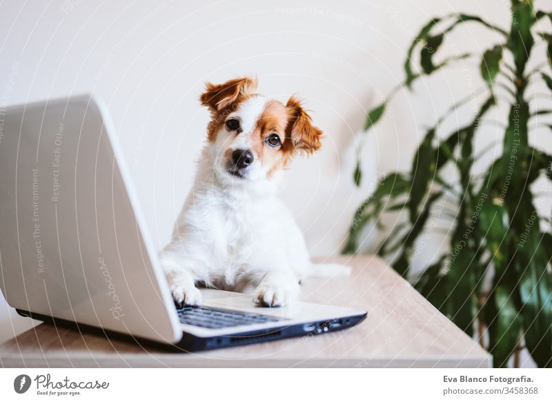 V Hund arbeiten zu Hause Laptop Technik & Technologie jack russell niedlich Büro heimwärts im Innenbereich Haustier Computer Bildschirm Website lernen Tippen