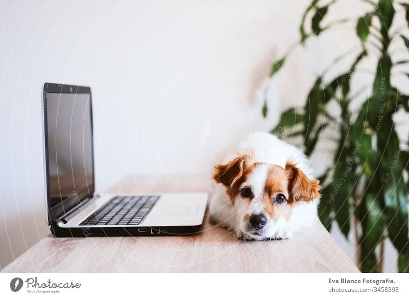 Der süße Jack-Russell-Hund arbeitet zu Hause am Laptop. Zu Hause bleiben. Technologie und Lebensstil im Innenbereich Konzept arbeiten Technik & Technologie