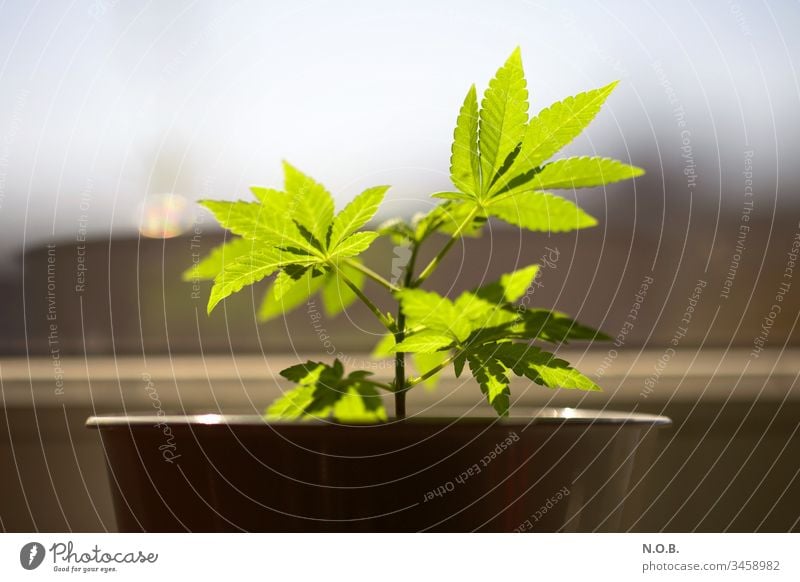 Hanf auf der Fensterbank. Homegrow. Marihuana Legalisierung Cannabis Rauschmittel Medikament Pflanze grün Alternativmedizin Nutzpflanze Natur Wachstum Farbfoto