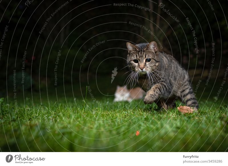 Katze jagt den roten Punkt eines Laser Pointers nachts auf der Wiese niedlich bezaubernd schön Hauskatze häusliche Kurzhaar katzenhaft Fell Mischlingskatze