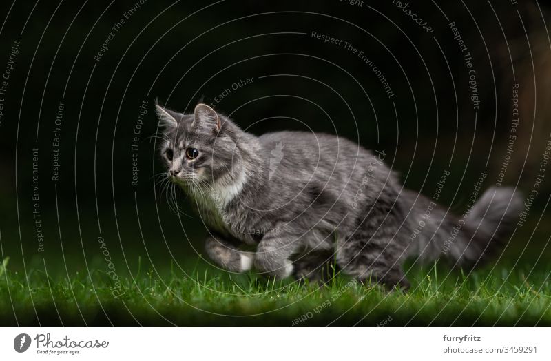 Verspielte Maine Coon Katze jagd bei Nacht im Garten keine Menschen Vitalität weiß nachts Tierverhalten Wachsamkeit Genuss fokussiert Jagd Ziselierung Bewegung