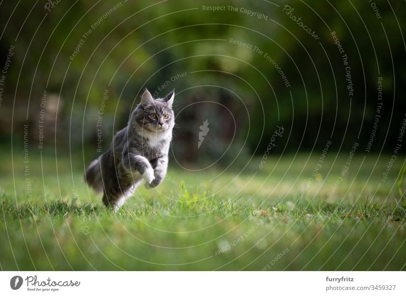 Maine Coon Katze rennt über eine Wiese in der Natur keine Menschen weiße Farbe Abenteuer Wachsamkeit Neugier Energie Genuss Erkundung Jagd Ziselierung schnell