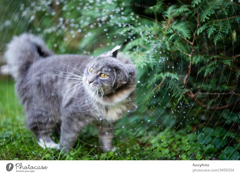 Maine Coon Katze steht im Regen und schüttelt sich niedlich bezaubernd schön katzenhaft fluffig Fell Rassekatze Haustiere Langhaarige Katze weiß blau gestromt