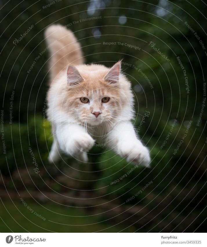 Maine Coon Katze fliegt in der Luft Fell Katzenbaby fluffig katzenhaft Rassekatze Langhaarige Katze junge Katze Creme-Tabby beige Hirschkalb weiß springend Air