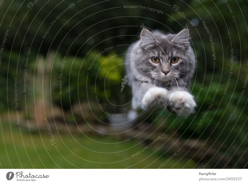 Maine Coon Katze springt im Garten Fell Katzenbaby fluffig katzenhaft Rassekatze Langhaarige Katze junge Katze weiß blau gestromt springend Air schnell
