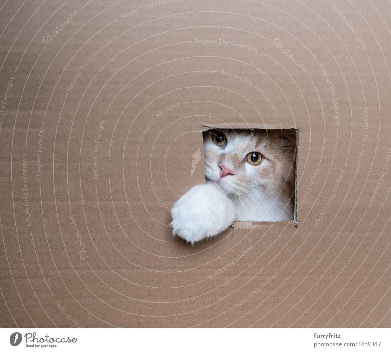 verspielte Katze schaut aus dem Fenster eines Kartons Rassekatze Langhaarige Katze Maine Coon Katzenbaby Kätzchen katzenhaft fluffig Fell Schnurrhaar