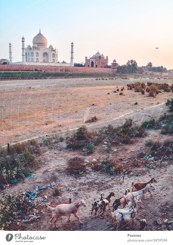 Ziegen am Taj Mahal Indien Agra Hinduismus Herde Fernreise reisen Reisefotografie Sehenswürdigkeit Tourismus Mausoleum Armut