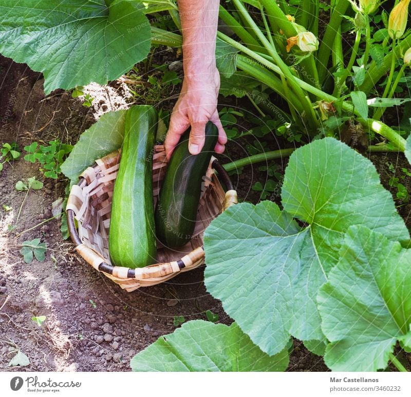 Menschenhand sammelt Zucchini in einem Holzkorb. Konzept der Landwirtschaft. Hand Ackerbau Gemüse Lebensmittel Diät frisch Kommissionierung Person grün Garten