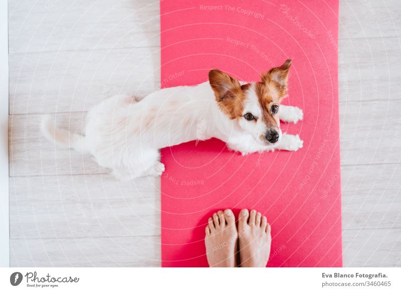 süßer kleiner Jack-Russell-Hund, der mit seiner Besitzerin zu Hause auf einer Yogamatte liegt. Gesunder Lebensstil im Haus Frau heimwärts Unterlage Haustier