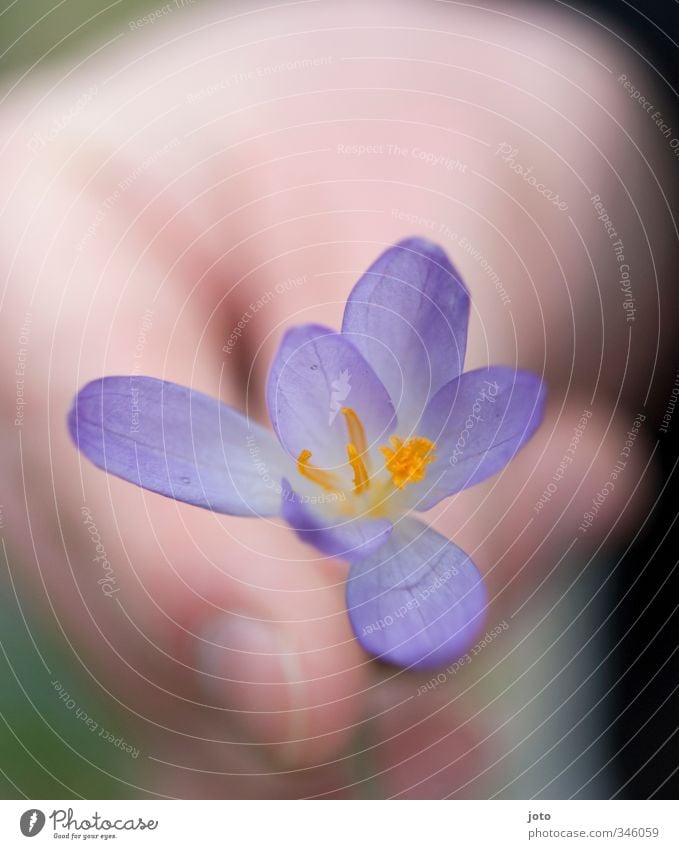 für dich Geburtstag Natur Pflanze Frühling Blume Garten Duft violett Glück Sympathie Freundschaft Liebe dankbar Krokusse Geschenk danke schön zart Souvenir