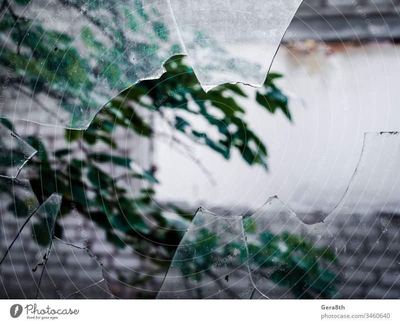 Blick auf einen Baumast durch ein zerbrochenes schmutziges Glas Luftwand Unschärfe verschwommen Ast zerbrochenes Glas geknackt Beschädigte dreckig