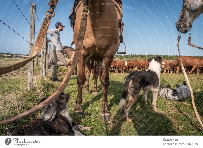 Der Junge Mann lehnt am Zaun der Koppel, Pferde, Hunde und Rinder warten mit ihm. Junger Mann Kühe Nutztiere Zsun Gras Himmel Sommer Weide Landwirtschafr Wiese