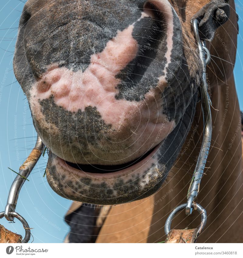 Ein entspanntes Pferdemaul aus der Froschperspektive 1 Tier Nutztier Säugetier Trense Nüstern Fell braun Tiergesicht Tierporträt Tag Detailaufnahme Himmel Blau
