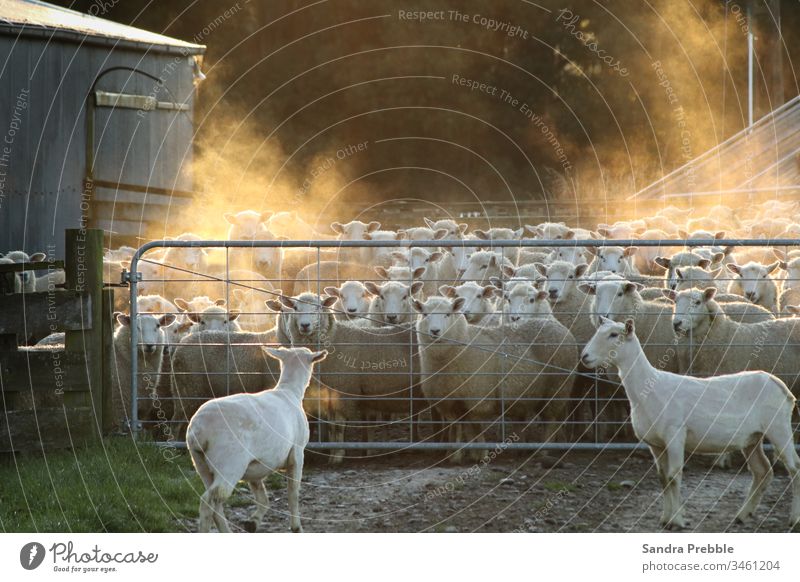 Zwei geschorene Schafe zeigen sich dem Pöbel, der im Hof wartet.  Im frühen Morgenlicht steigt Dampf über den Mob auf. Dipton Sandra Prebble Landwirtschaft