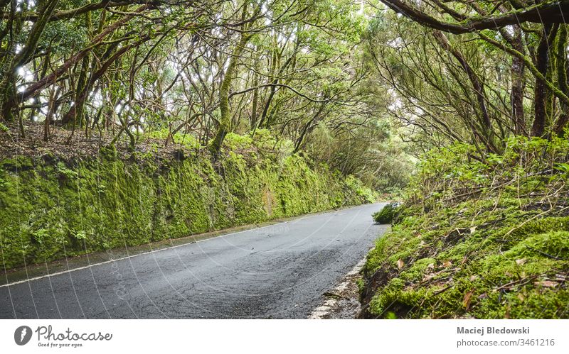 Straße im Reservat Macizo de Anaga, Teneriffa, Spanien. Wald reisen unesco Biosphärenreservat Landschaft geheimnisvoll Asphalt Natur Ausflug Kanarische Inseln