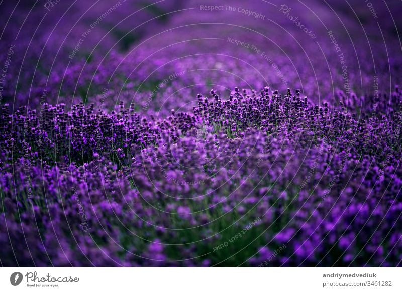 Lavendelblütenmeer fokussiert auf eines im Vordergrund. Lavendelfeld Blütezeit Frankreich violett Landschaft Feld Natur Sommer Frühling Aromatherapie