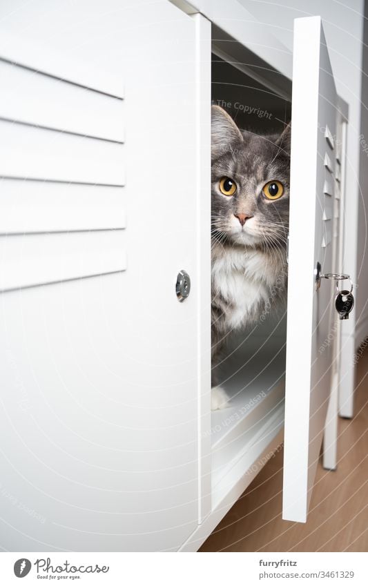 Katze versteckt sich in einem weißen Schrank Haustiere Rassekatze katzenhaft Fell fluffig Langhaarige Katze Maine Coon blau gestromt im Innenbereich niedlich