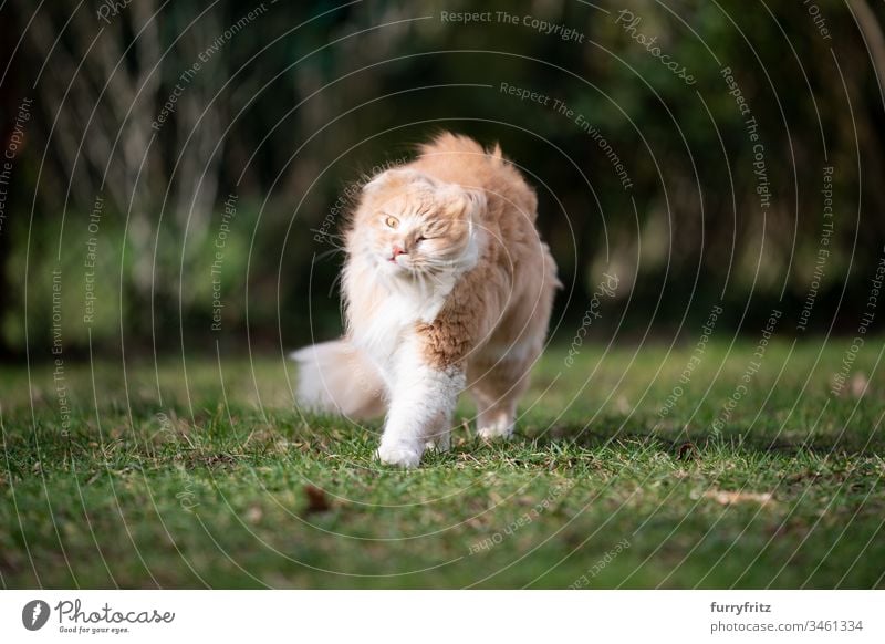 Langhaar Katze schüttelt sich im Wind Haustiere katzenhaft Fell fluffig Langhaarige Katze Maine Coon Hirschkalb beige Creme-Tabby Ingwer-Katze weiß Ein Tier