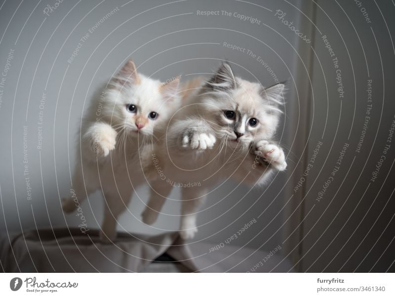 Zwei verspielte sibirische Langhaar Kätzchen springen gleichzeitig vom Sofa ab Katze keine Menschen niedlich Katzenbaby katzenhaft fluffig Fell Haustiere