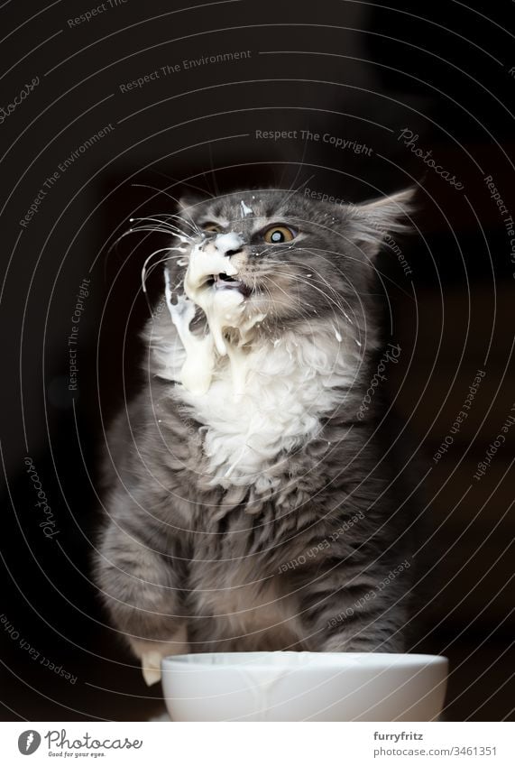 Maine Coon Kätzchen hat ein verschmiertes Gesicht von Jogurt Katze Haustiere Rassekatze Langhaarige Katze weiß fluffig katzenhaft Fell unordentlich Joghurt