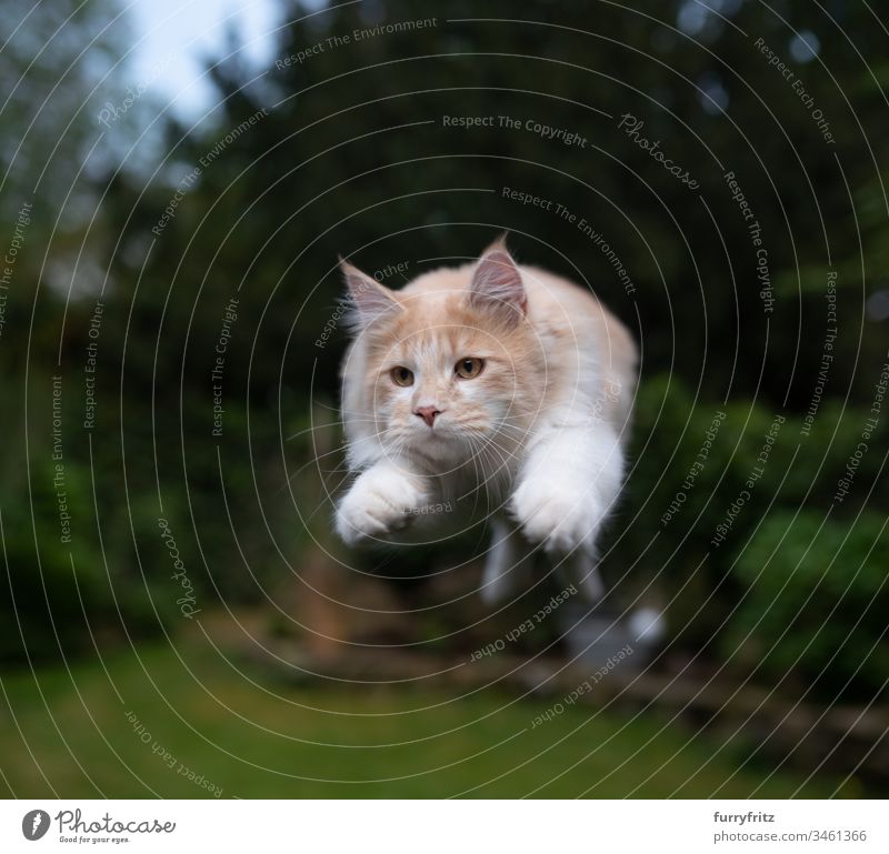 Maine Coon Katze springt im Garten Fell Katzenbaby fluffig katzenhaft Rassekatze Langhaarige Katze junge Katze Creme-Tabby beige Hirschkalb weiß springend Air