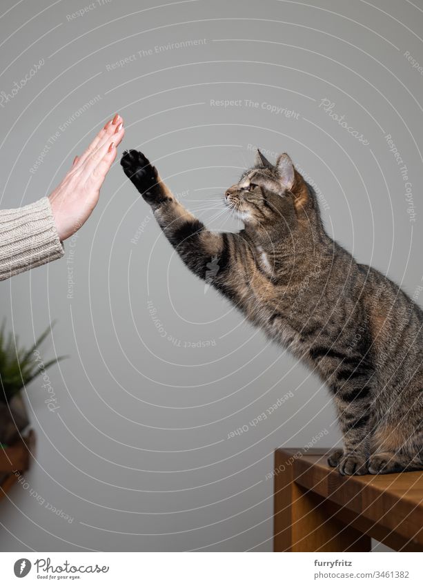 Katze trainiert mit Katzenhalter Pfötchen geben Tierhalter menschliche Hand Klicker-Schulung high five hebende Pfote Tierverhalten Neugier Lernen Training