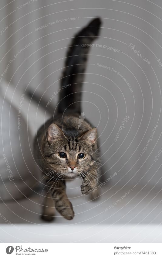 Verspielte Katze springt über das Sofa Jagd rennen Bewegung Liege Air Bokeh fangend Ziselierung Kissen Hauskatze fallen schnell katzenhaft fliegen Vorderansicht