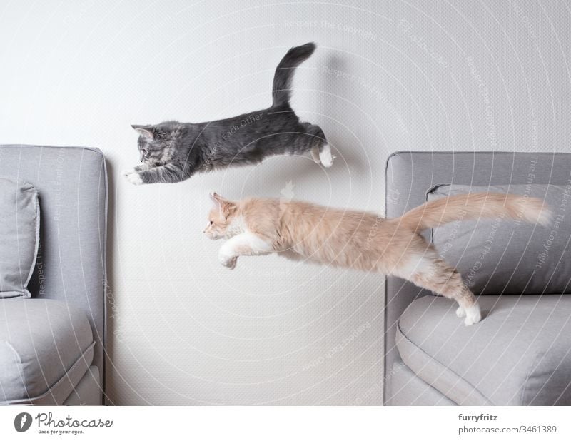 Zwei Maine Coon Kätzchen springen über ein Sofa Katzenbaby springend Zwei Tiere Liege Air blau gestromt fangend Ziselierung Textfreiraum Creme-Tabby Kissen