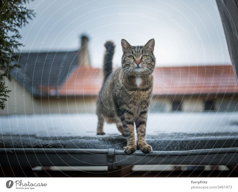 Katze steht auf einem Dach in einem Dorf tierisches Auge Tierhaare Tiermaul Tiernase Bokeh Autohafen Schornstein Neugier Hauskatze Europäisch Kurzhaar Erkundung