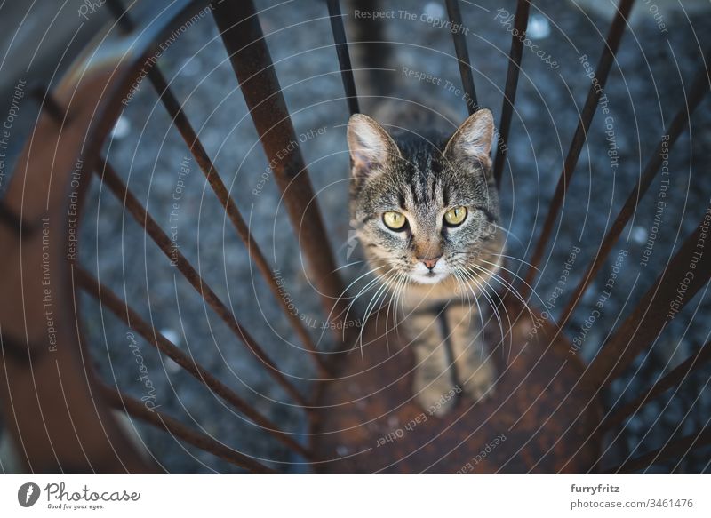 neugierige Katze in einer Feuerstelle aus Metall tierisches Auge Tierhaare Tiermaul Tiernase Bokeh Neugier Hauskatze Europäisch Kurzhaar Erkundung Feuerschale