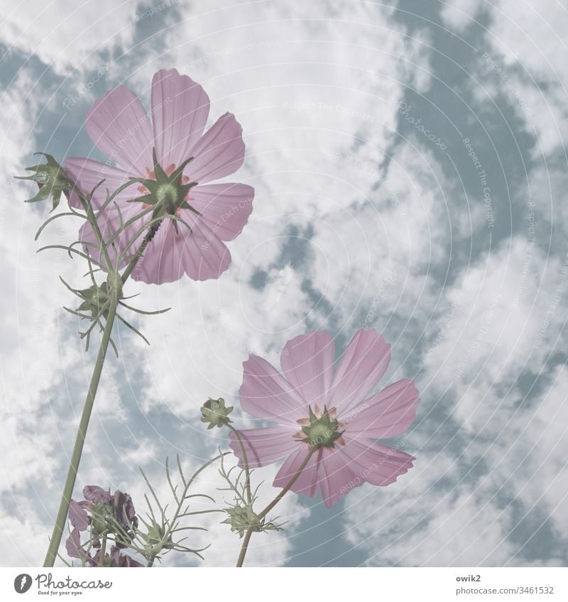 Radarstation Blume Cosmea Cosmeablüte Blüten wachsen lila hell Himmel Wolken Froschperspektive Frühling Nahaufnahme Garten Wiese Natur Pflanze Außenaufnahme