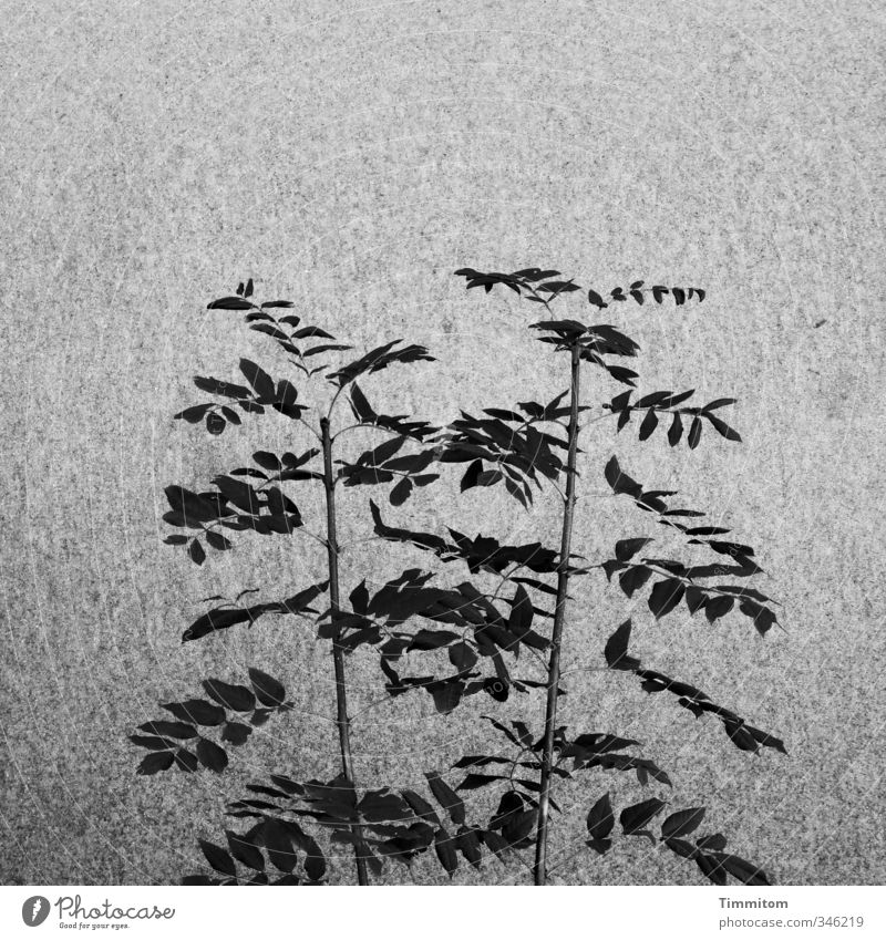Schattenblätter [CHAMANSÜLZ 2011] Pflanze Blatt Mauer Wand Wachstum ästhetisch einfach grau schwarz Zufriedenheit Schwarzweißfoto graphisch Außenaufnahme