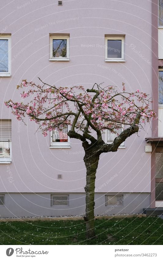 Baum vor einem Haus Rose Ton Pastell Garten Vorgarten Stadt Leben Pink Pflanze Gewächs Wohnen Natur Sommer Blüte blühen Wiese Rasen Grün
