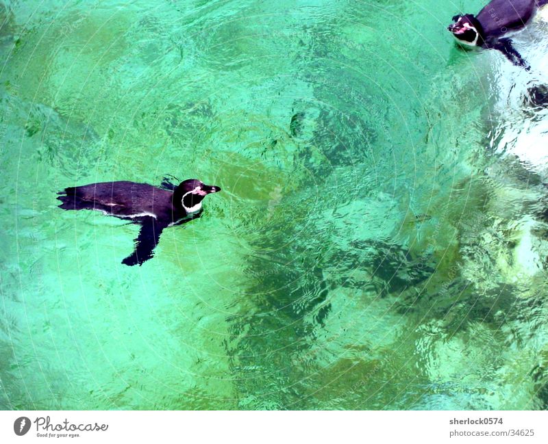 pinguin/4 Pinguin kalt Zoo Wasser Smaragdgrün Im Wasser treiben Schwimmen & Baden