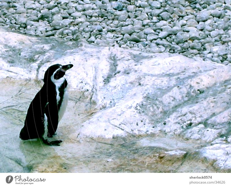 pinguin/2 Pinguin kalt Zoo Schloss Schönbrunn Eis Wasser