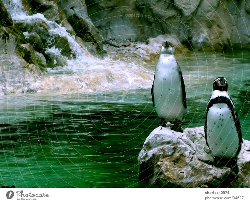 pinguin/3 Pinguin grün kalt Zoo Schloss Schönbrunn Wasser Eis
