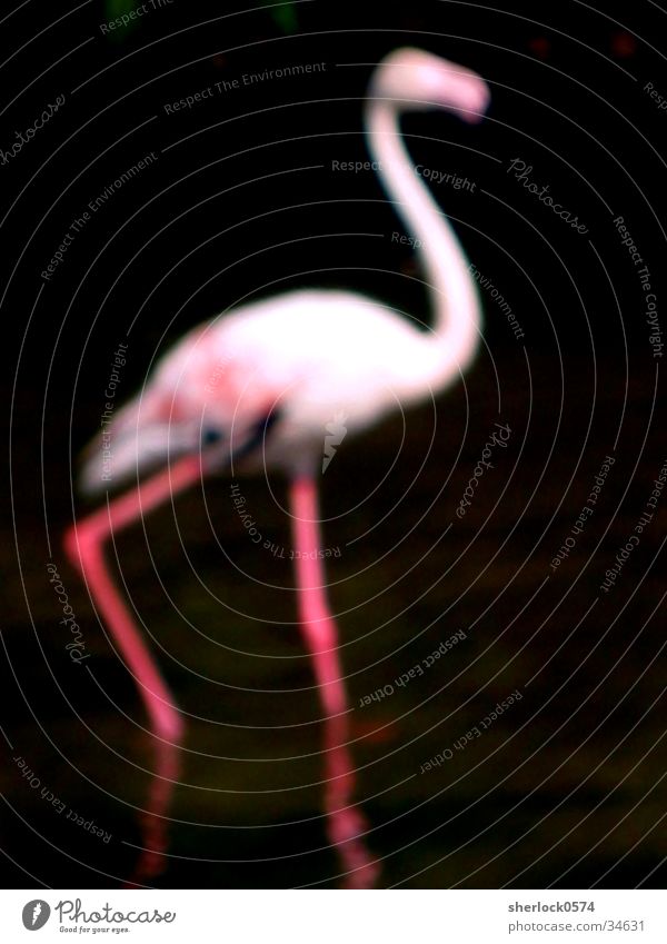 Flamingo "unscharf" Zoo rosa schwarz Tier Vogel Unschärfe Wasser Pfosten
